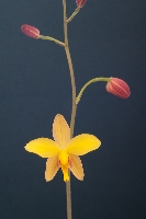 Spathoglottis pubescens